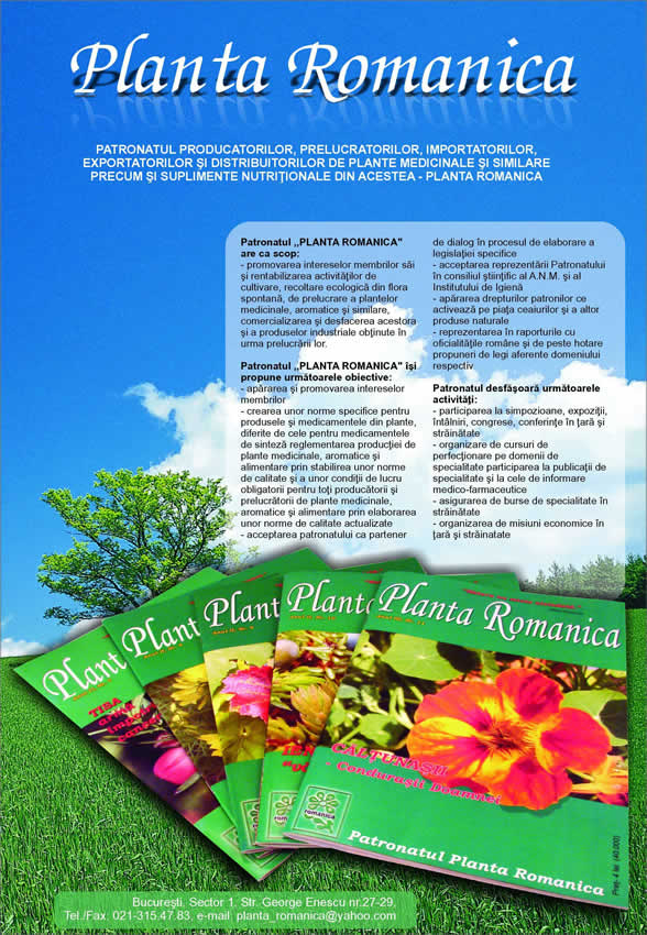 Planta Romanica - Patronatul planta romanica - Descriere patronat