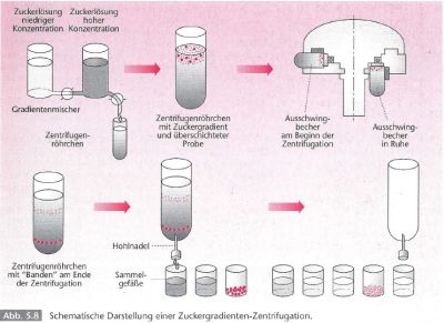 Zuckergradienten-Zentrifugation